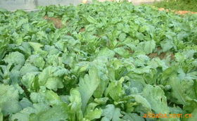 上海農慶農業科技咨詢公司 專業農業信息咨詢，助力現代農業發展